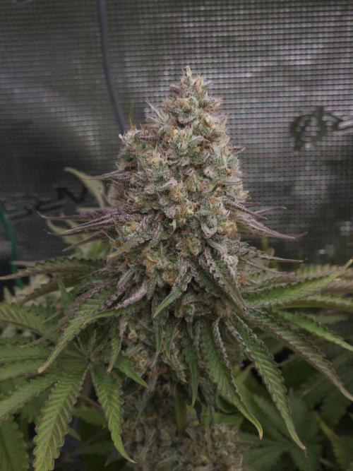 TEST GROW #WorldBreedersLab. Week 12