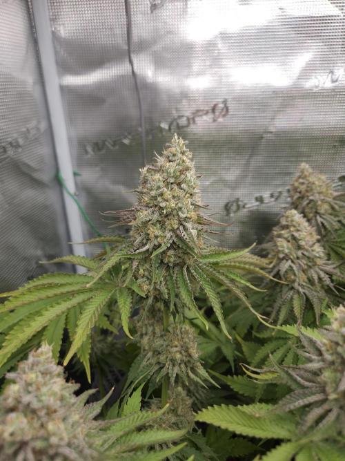 TEST GROW #WorldBreedersLab. Week 12