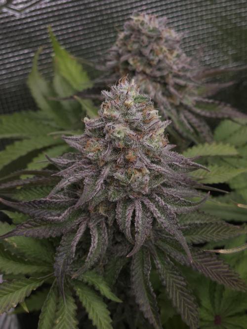 TEST GROW #WorldBreedersLab. Week 12