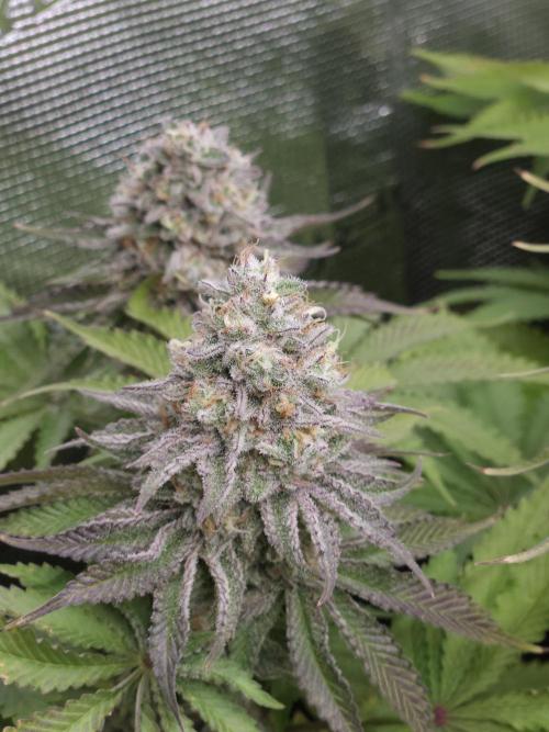 Terra Professional. Week 12