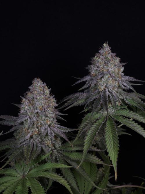TEST GROW #WorldBreedersLab. Week 13