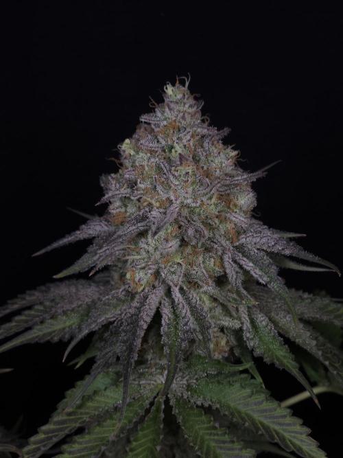 TEST GROW #WorldBreedersLab. Week 13