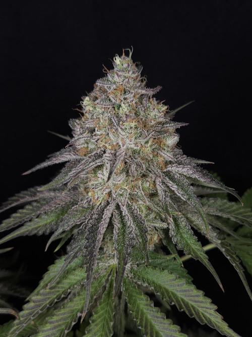 TEST GROW #WorldBreedersLab. Week 13