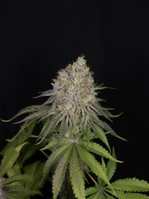 TEST GROW #WorldBreedersLab. Week 13