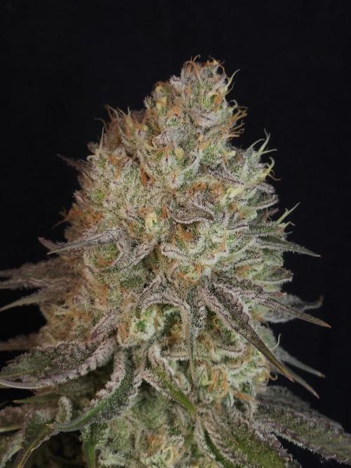 TEST GROW #WorldBreedersLab. Week 13