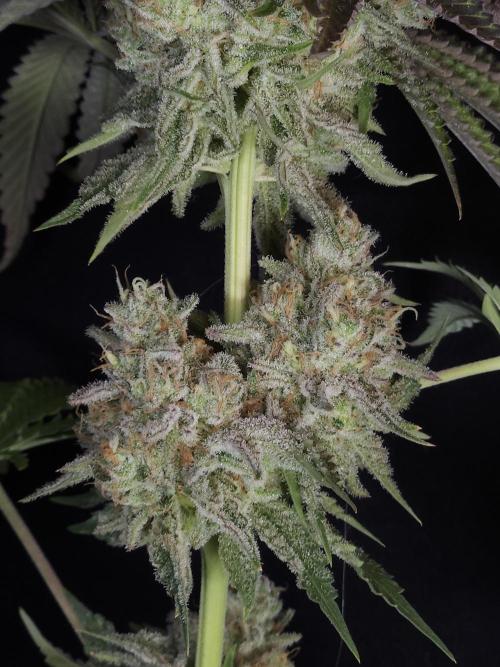 TEST GROW #WorldBreedersLab. Week 13