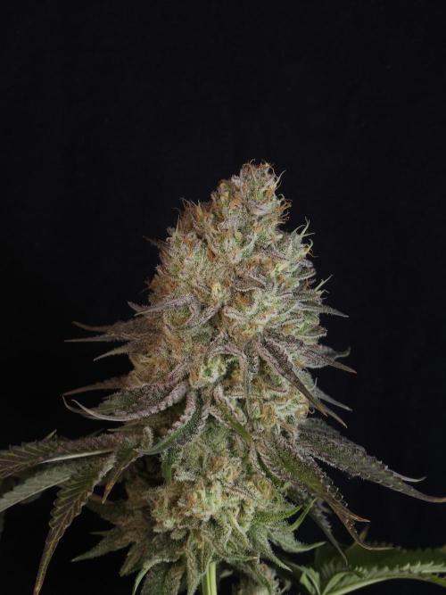 TEST GROW #WorldBreedersLab. Week 13