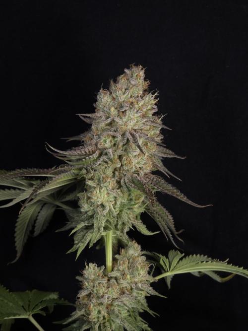 TEST GROW #WorldBreedersLab. Week 13