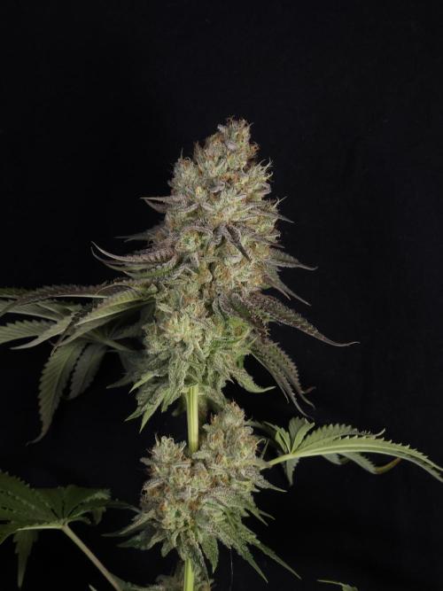 TEST GROW #WorldBreedersLab. Week 13