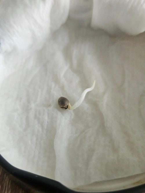 Pilot. Week 0