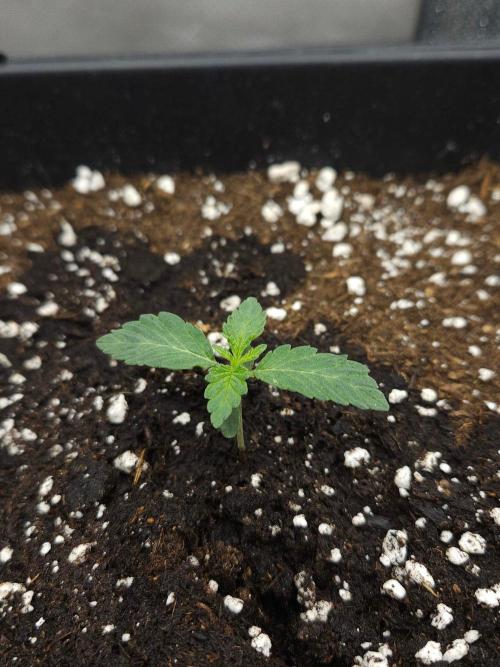 Clementine Slush. Week 1
