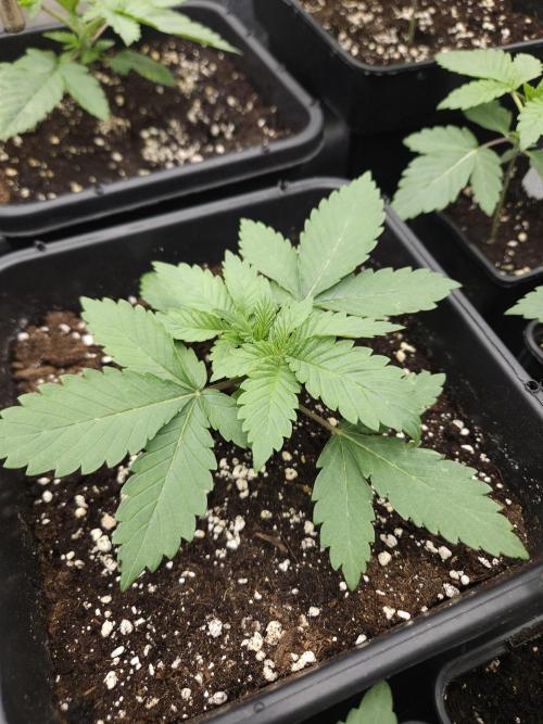 Clementine Slush. Week 2