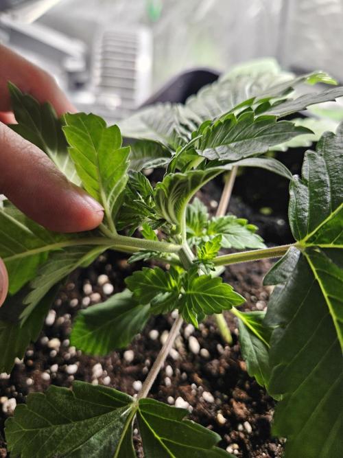 Creamy Kush Gas. Week 2