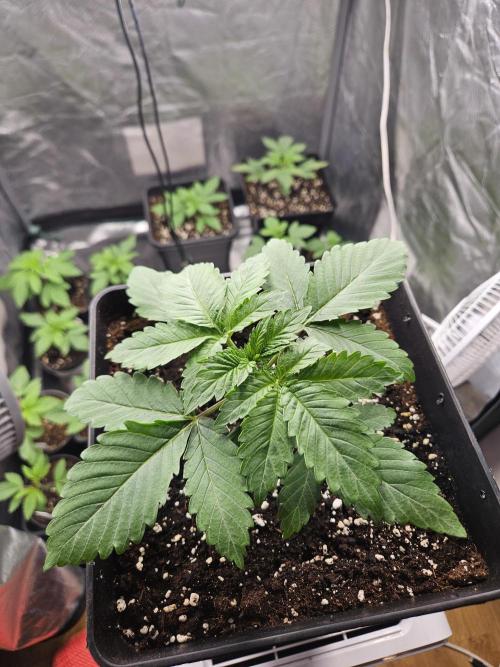 Creamy Kush Gas. Week 2