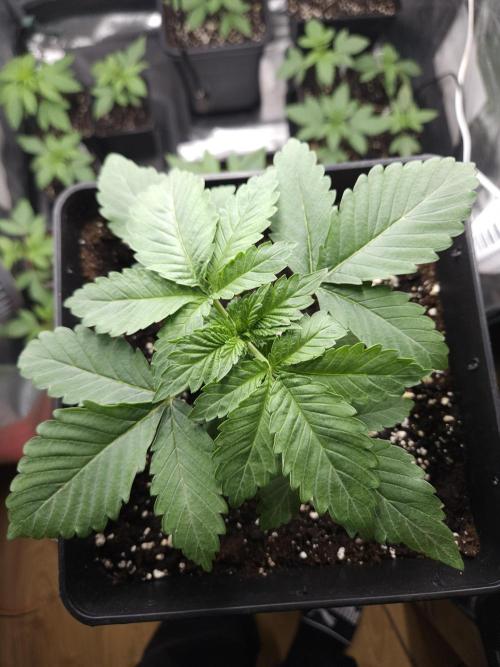 Creamy Kush Gas. Week 2