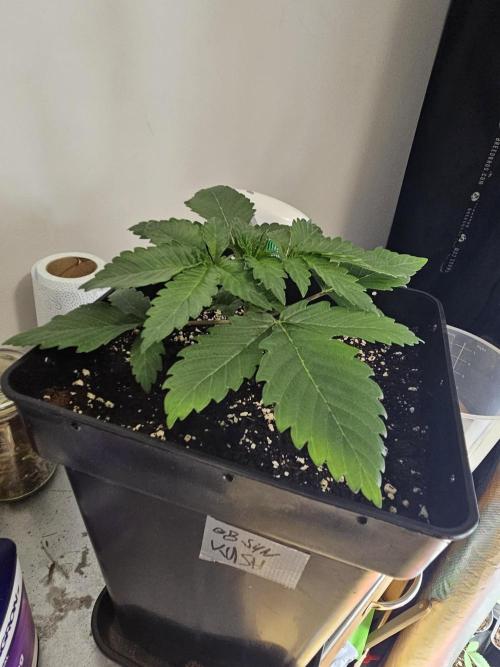 Creamy Kush Gas. Week 2