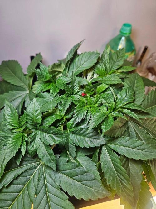 Creamy Kush Gas. Week 3