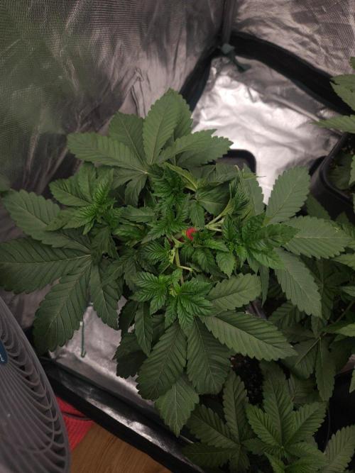 Creamy Kush Gas. Week 3