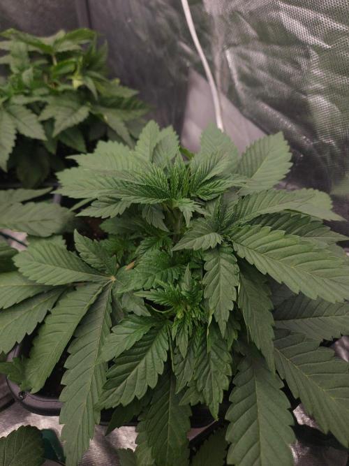 Clementine Slush. Week 3
