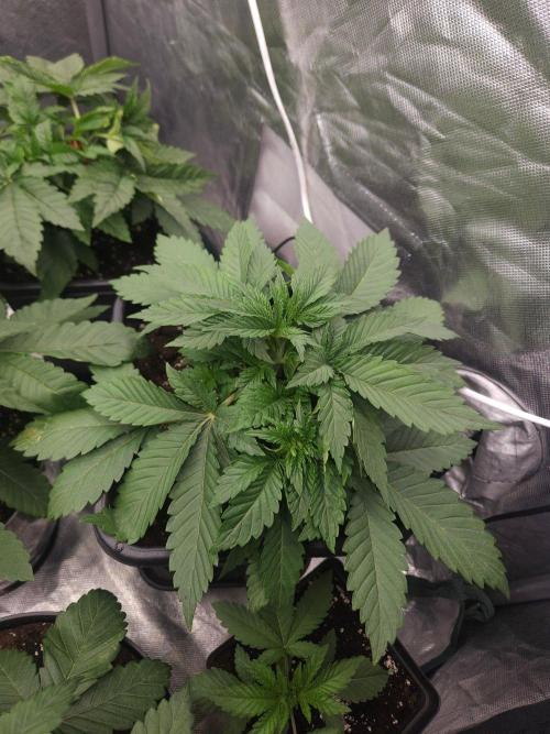 Clementine Slush. Week 3