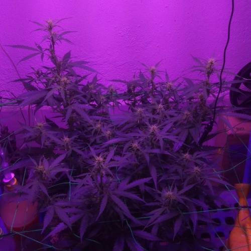 Big Domina Auto. Week 3