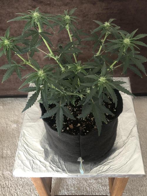 Z~Up (a). Week 5 - d32