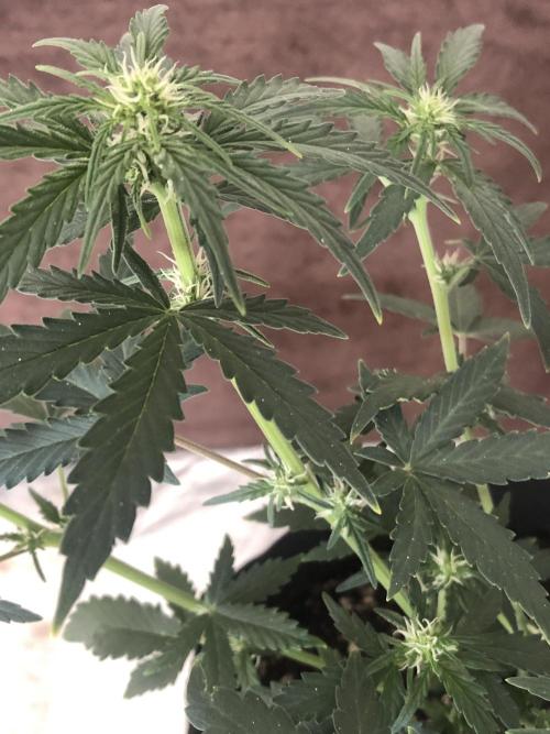 Z~Up (a). Week 5 - d5 bl