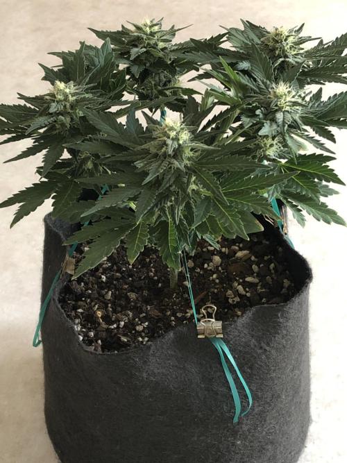 Frostbanger (a). Week 6 - d42