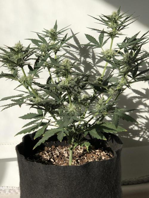 Z~Up (a). Week 6 - d40