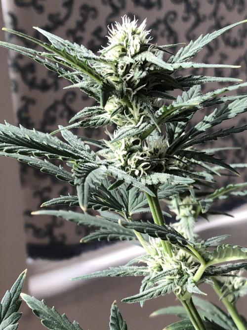 Z~Up (a). Week 6 - d12 bl