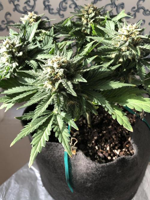 Frostbanger (a). Week 7 - wk4 bl