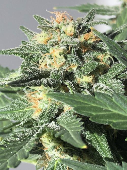 Frostbanger (a). Week 7 - d23 bl