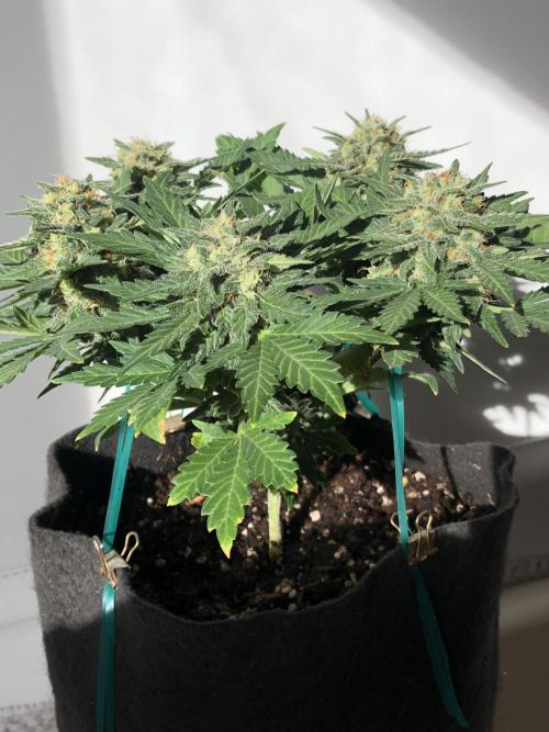 Frostbanger (a). Week 7 - d51
