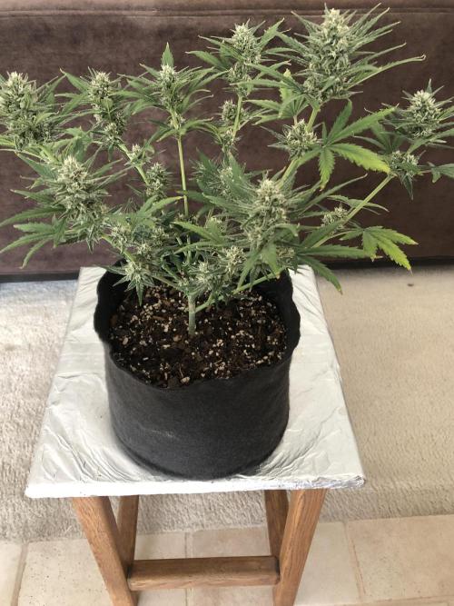 Z~Up (a). Week 7 - d49