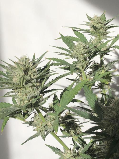 Z~Up (a). Week 7 - d21 bl