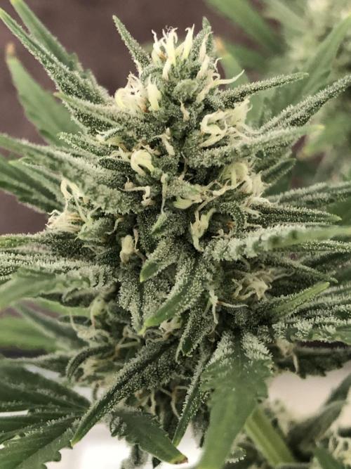 Z~Up (a). Week 7 - wk4 bl