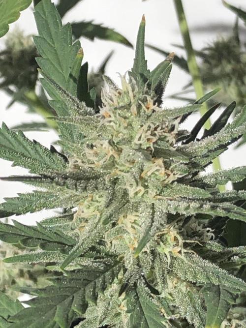 Z~Up (a). Week 7 - wk4 bl.