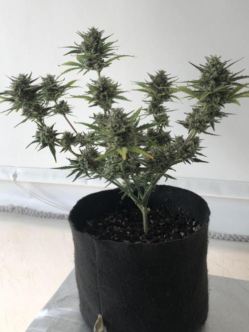 Z~Up (a). Week 9 - d61