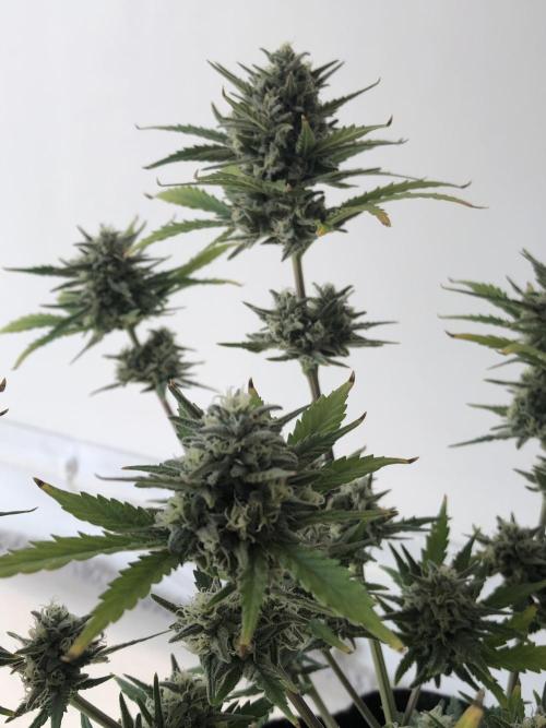 Z~Up (a). Week 9 - d33 bl 