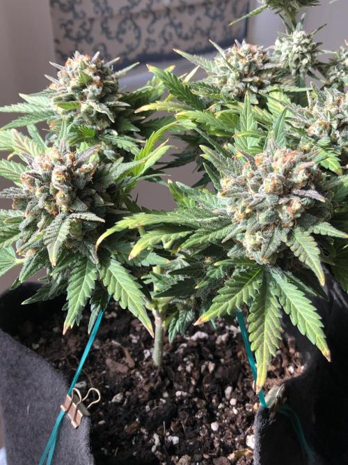 Frostbanger (a). Week 9 - d63