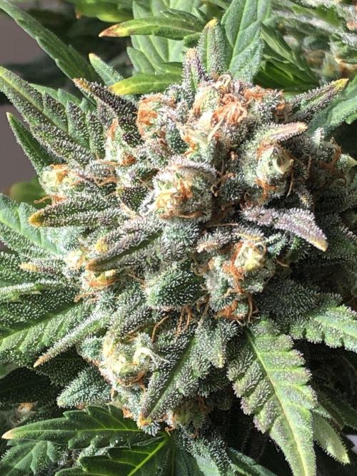 Frostbanger (a). Week 9 - beauty 👌