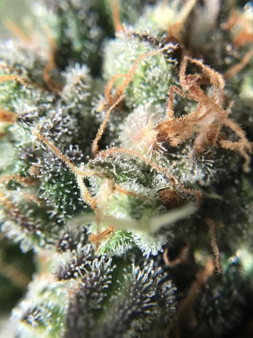 Frostbanger (a). Week 9 - d35 bloom