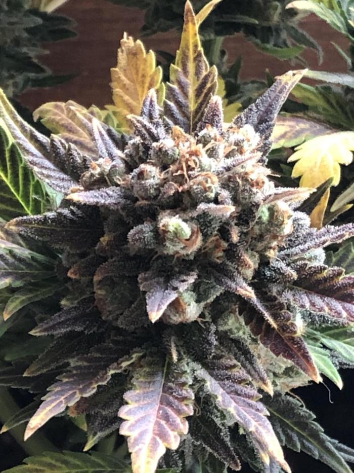 Frostbanger (a). Week 10