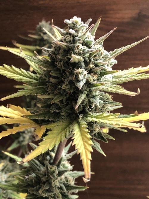 Z~Up (a). Week 10 - d42 bloom