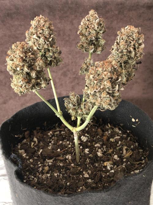 Frostbanger (a). Week 13 - 👉 cure
