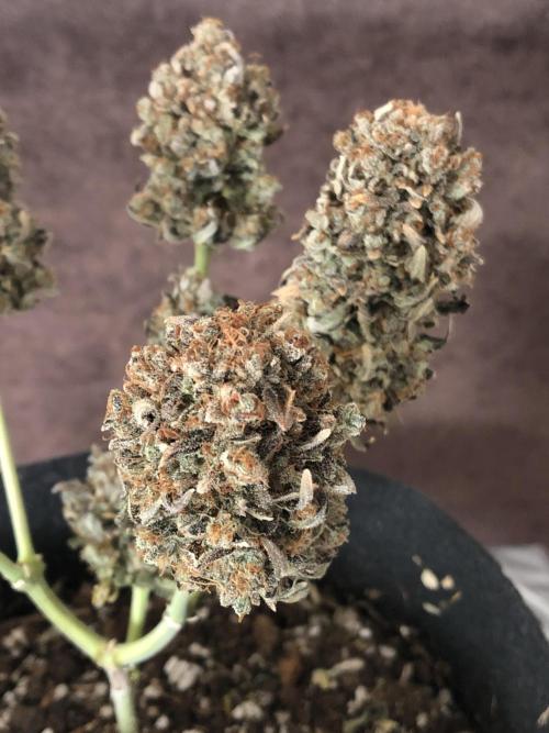 Frostbanger (a). Week 13 - d60 bl