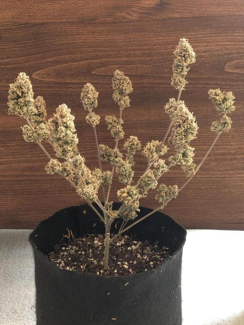 Z~Up (a). Week 13 - d94 *final*