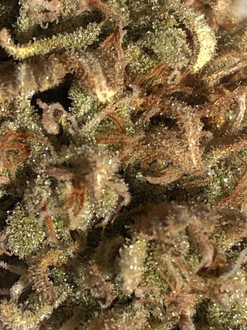 Z~Up (a). Week 13 - trics