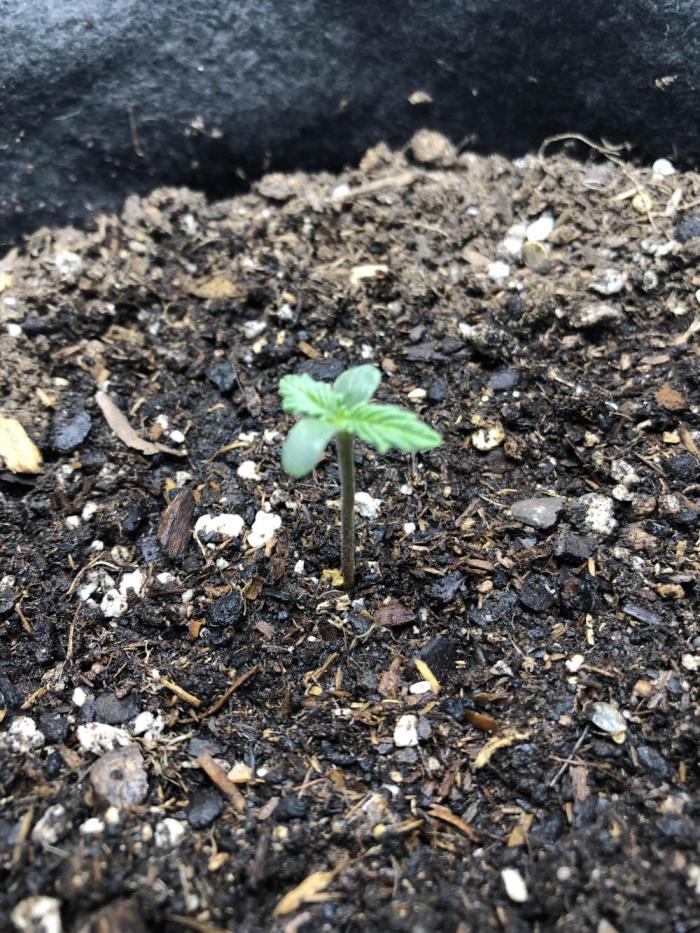 Lemon Pie (a). Week 1 - *Born*