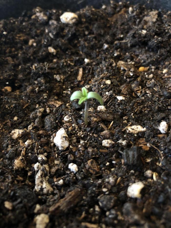 Lemon Kix (a). Week 1 - *Born*